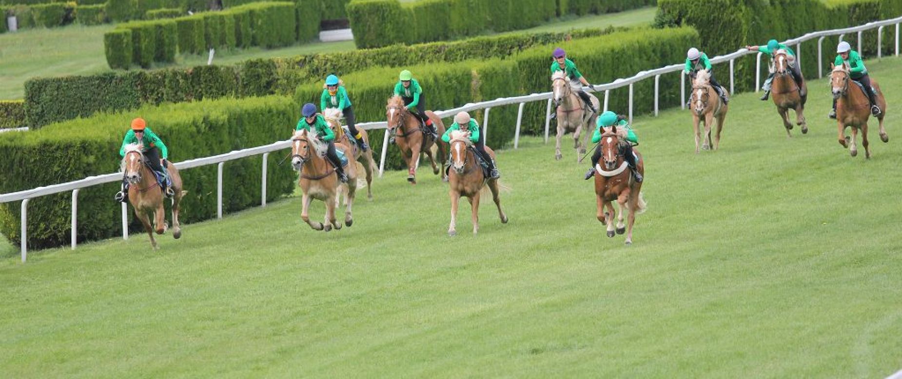 Amateursportverein Südtiroler Haflinger Pferde Sportverein