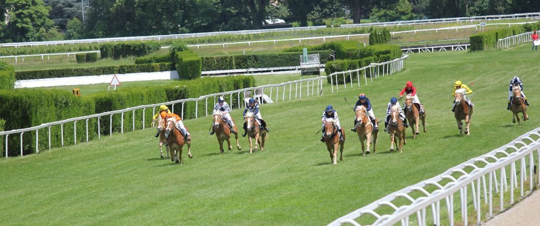 Amateursportverein Südtiroler Haflinger Pferde Sportverein