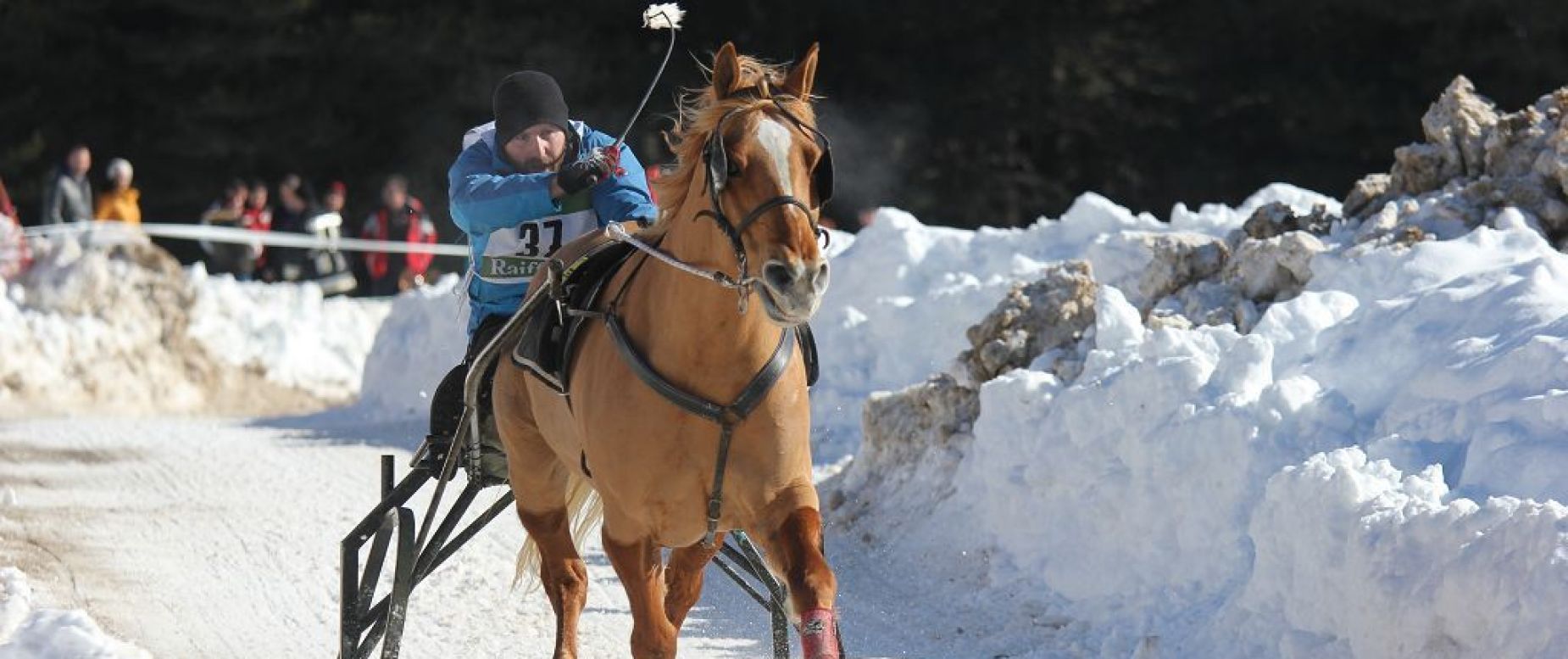 Amateursportverein Südtiroler Haflinger Pferde Sportverein