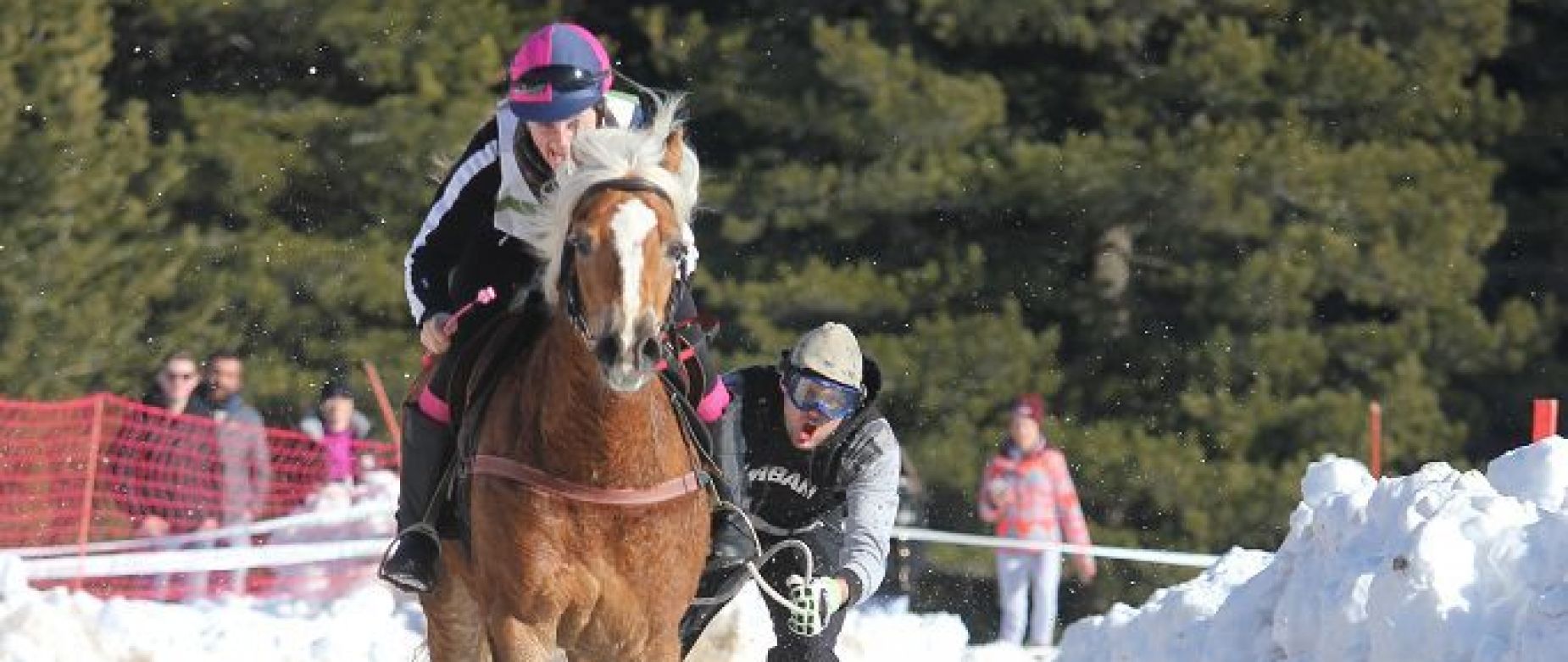 Amateursportverein Südtiroler Haflinger Pferde Sportverein