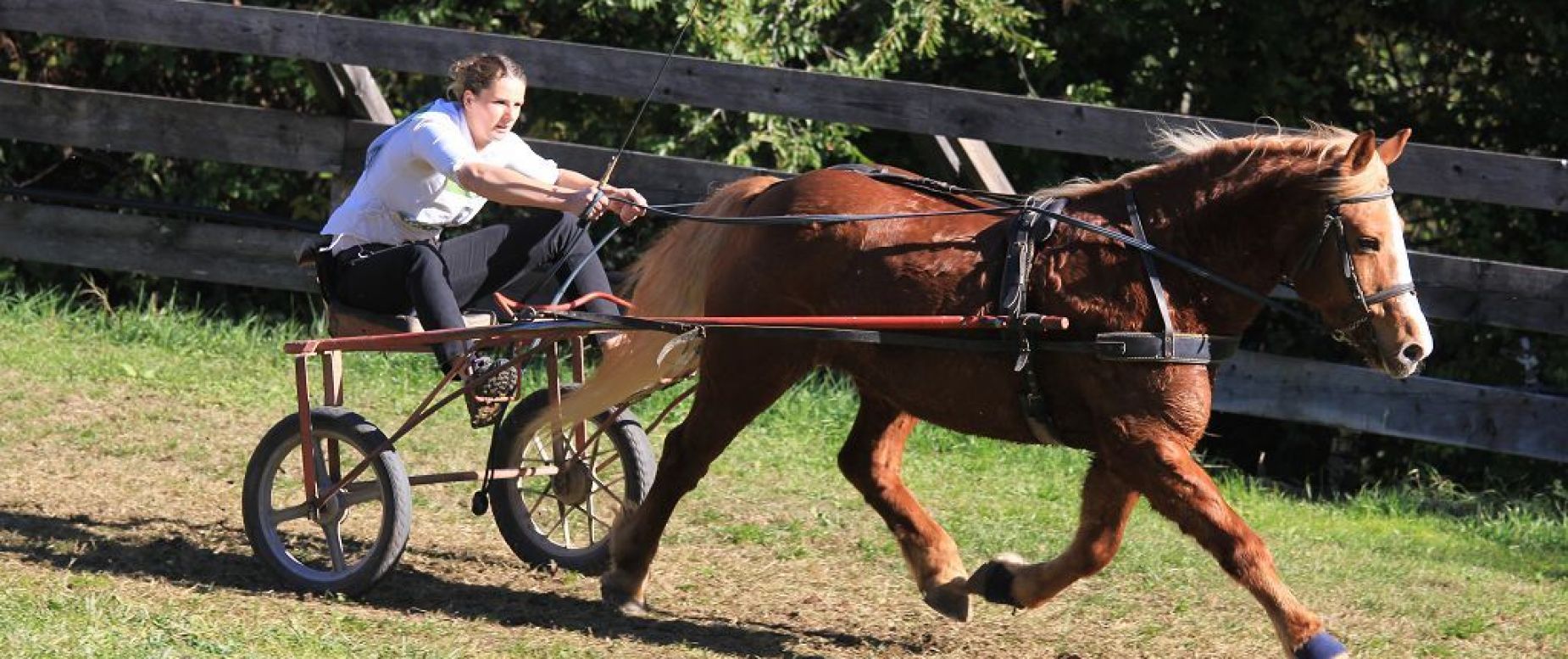 Amateursportverein Südtiroler Haflinger Pferde Sportverein