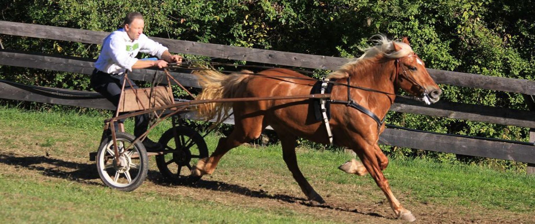 Amateursportverein Südtiroler Haflinger Pferde Sportverein