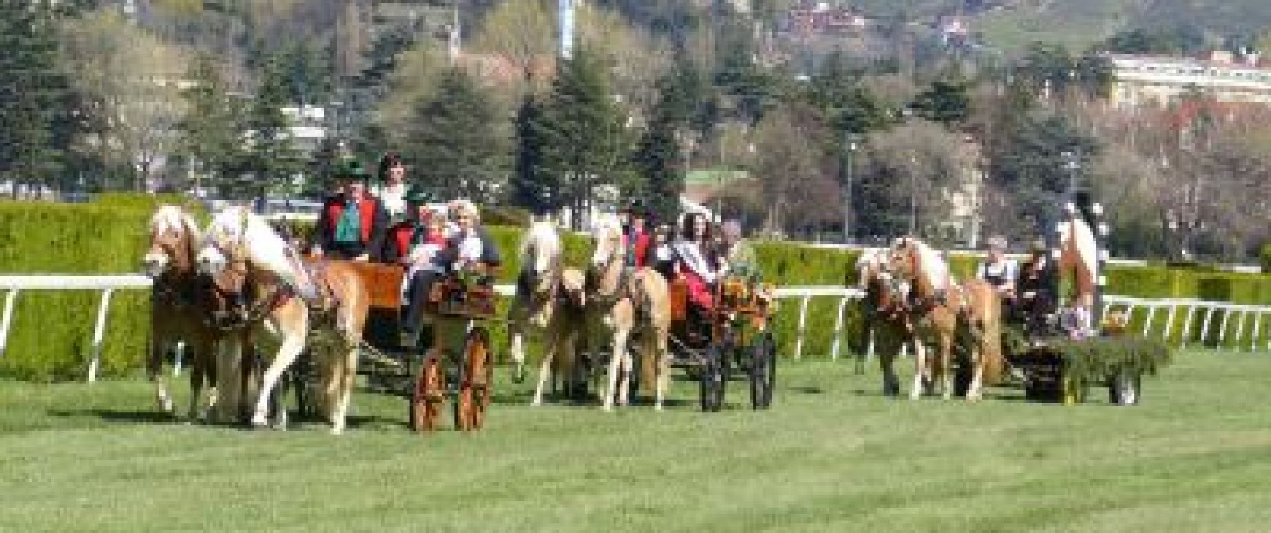 Amateursportverein Südtiroler Haflinger Pferde Sportverein